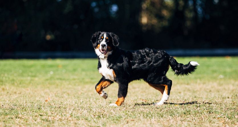 Dog enjoying outdoors